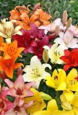 Mixed asiatic lilies for sale  Independence