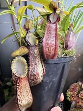 Nepenthes hamata from d'occasion  Tours-