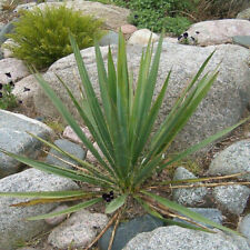 Yucca filamentosa yucca d'occasion  Pouzauges