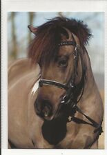 Horse postcard shetland for sale  Shipping to Ireland
