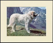 PYRENEAN MOUNTAIN DOG IN ALPINE SCENE LOVELY PRINT MOUNTED READY TO FRAME for sale  COLEFORD