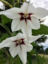 Peacock orchid acidanthera for sale  MELTON MOWBRAY