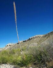 Agave lechuguilla exotic for sale  Miami