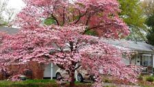 Pink Dogwood tree 10-16" tall quart pot for sale  McMinnville