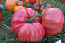 Graines tomate ancienne d'occasion  Poisy