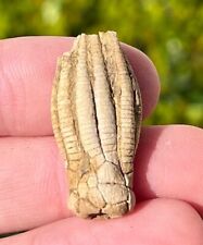 Alabama fossil crinoid for sale  Coppell
