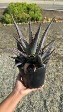 Aloe divaricata diablo for sale  San Diego