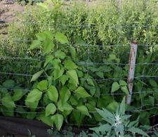 Wachtelbohnen - 20 Samen -  Auch für den Anbau auf dem Balkon gebraucht kaufen  Berlin