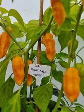 Dorset naga orange for sale  HUDDERSFIELD