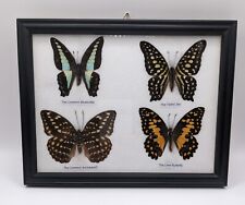 Taxidermy framed butterflies for sale  BUDE