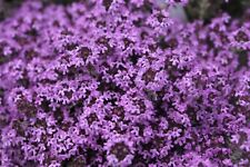 Creeping thyme thymus for sale  READING