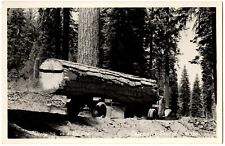 Near MCCLOUD, CA RPPC Bringing in Big One Logging Real Photo Postcard California for sale  Shipping to South Africa