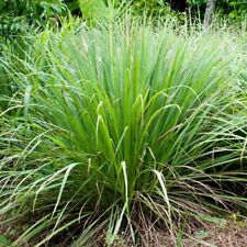 Lemon grass plant for sale  Shipping to Ireland