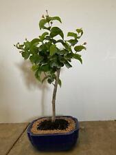Crepe myrtle red for sale  Rotonda West