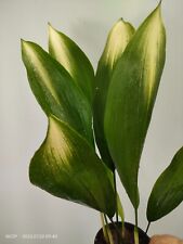 Aspidistra elatior asahi for sale  Shipping to Ireland