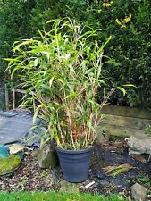 large bamboo plants for sale  STOKE-ON-TRENT