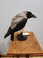 taxidermy crow for sale  Hinton