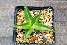 Agave lettuce plant for sale  Shipping to Ireland