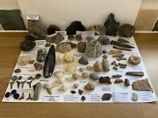 fossil dinosaur bones for sale  MANSFIELD