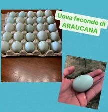 Uova feconde araucana usato  Montefalco