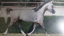 Arabian horse fine for sale  RYTON