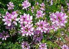 Crown vetch seed for sale  Odessa