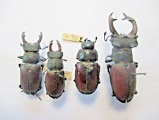 Entomologie lucanidae lucanus d'occasion  Cuise-la-Motte