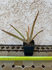 Aloe kaokoensis d'occasion  Grenoble-