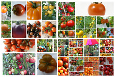 Tomaten aller buchstabe gebraucht kaufen  Erding