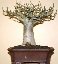 Adansonia digitata 10 for sale  Manassas