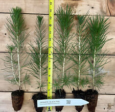 Japanese black pine for sale  Albany