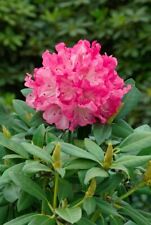 Rhododendron graf anton gebraucht kaufen  Westerstede