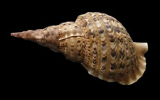 Conchiglia shell charonia usato  San Cesareo