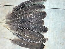 Turkey feathers natural for sale  San Luis Obispo