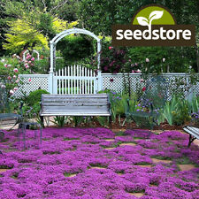 Creeping thyme seeds for sale  Tarpon Springs