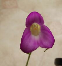 Rare masdevallia uniflora for sale  HALSTEAD