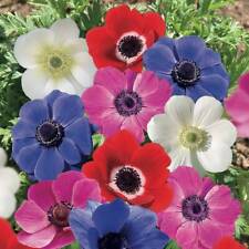 Anemone caen bulbs for sale  DONCASTER