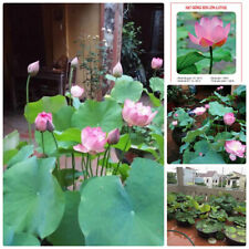 Big lotus flower for sale  Bonita Springs