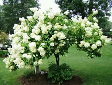 Tree hydrangea hardy for sale  GLOUCESTER