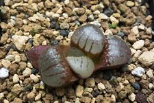 Succulent - Haworthia 'Kurohime' x springbokvlakensis hyb. seedling, used for sale  Shipping to South Africa