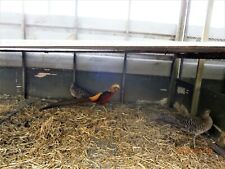 Golden pheasant hatching for sale  READING