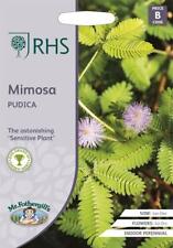 Mimosa pudica 100 for sale  NEWMARKET