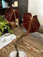 Philodendron verrucosum amazon for sale  Clermont