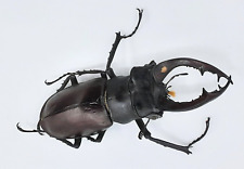 Used, Lucanus akbesianus syriacus, A1-, 68mm, Syria, #LL2 for sale  Shipping to South Africa