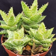 Aloe juvenna cactus for sale  Ashmore
