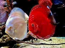 Discus fish randomly for sale  LONDON