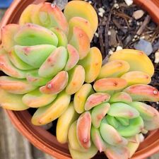 Rare echeveria fanta for sale  HULL