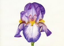 Purple bearded iris for sale  YEOVIL