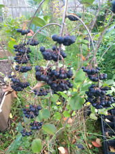 Viking aronia berry for sale  Fremont