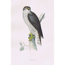 Birds goshawk hand for sale  GLASGOW